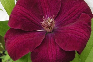 Clematis Vine 'Rouge Cardinal' New 2026